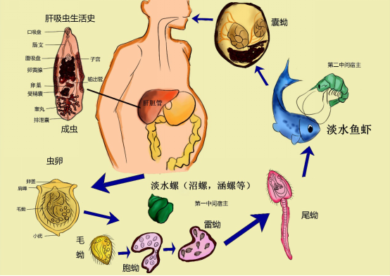 我院成功举办2020年首届大学生医学形态学绘图大赛